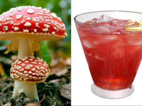 Лечебные свойства Красного Мухомора